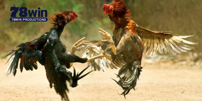 Đá Gà C1 C2 C3 C4 - Cẩm Nang Toàn Diện Cho Người Mới Bắt Đầu 2 Đá gà C1 C2 C3 C4