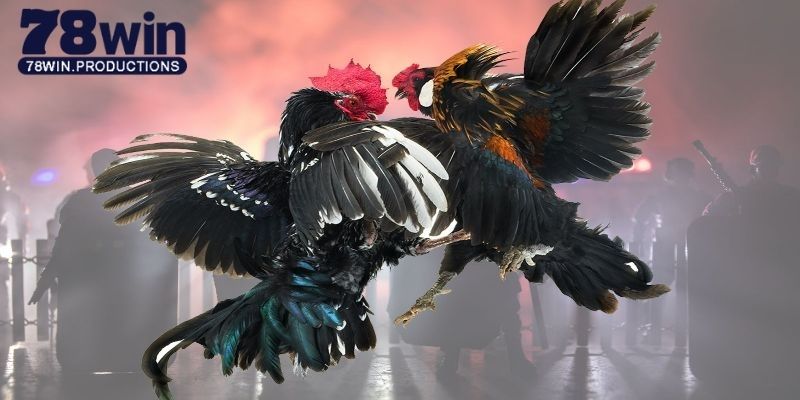 Đá Gà Trực Tiếp 88 - Sảnh Giải Trí Ăn Khách Số 1 Tại 78win 5 Đá gà trực tiếp 88